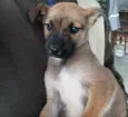 Caramelo