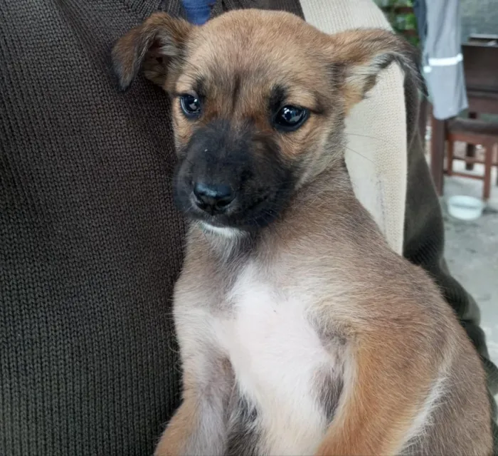Cachorro raça SRD-ViraLata idade 2 a 6 meses nome Caramelo