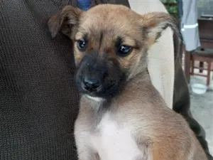Cachorro raça SRD-ViraLata idade 2 a 6 meses nome Caramelo