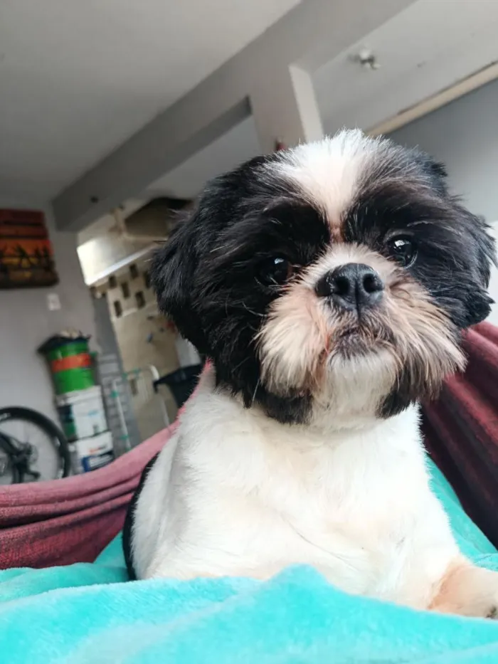 Cachorro raça Shitzu idade 1 ano nome Duck