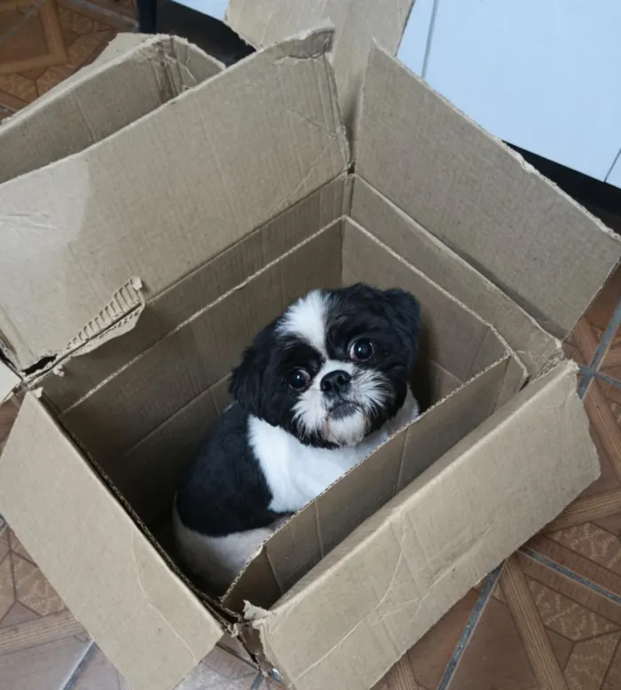 Cachorro raça Shitzu idade 1 ano nome Duck