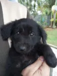 Urso