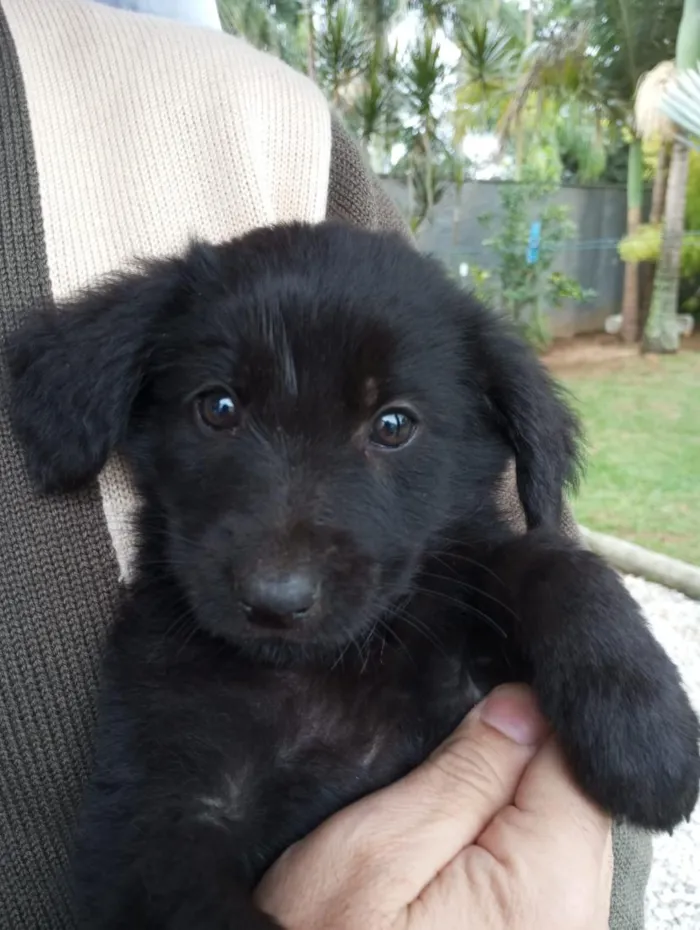 Cachorro raça SRD-ViraLata idade Abaixo de 2 meses nome Urso