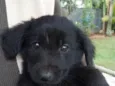 Urso