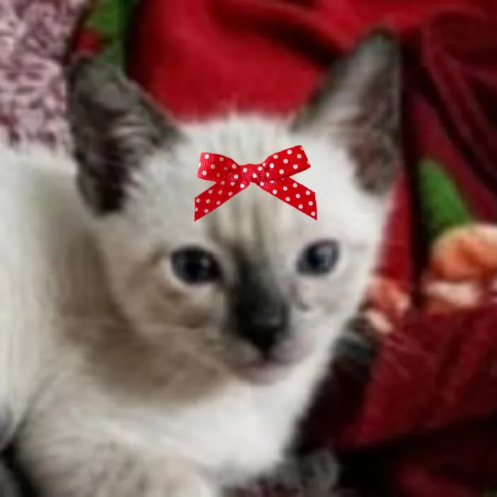 Gato raça Siamês idade 2 a 6 meses nome Nina 