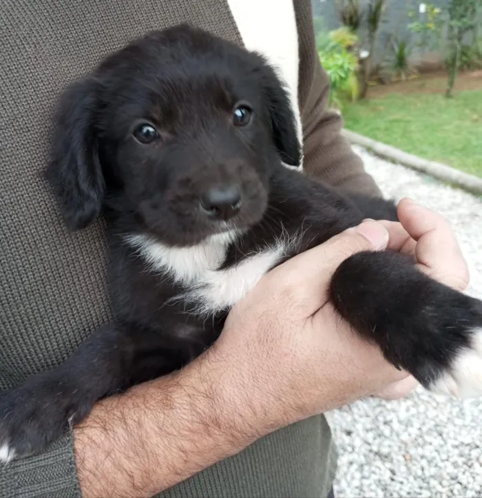 Cachorro raça SRD-ViraLata idade Abaixo de 2 meses nome Oreo