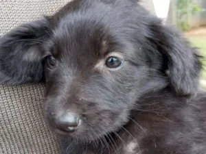 Cachorro raça SRD-ViraLata idade Abaixo de 2 meses nome Nitght