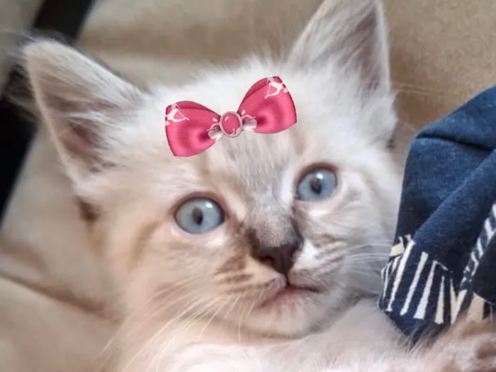 Gato raça SRD-ViraLata idade 2 a 6 meses nome Maggie 