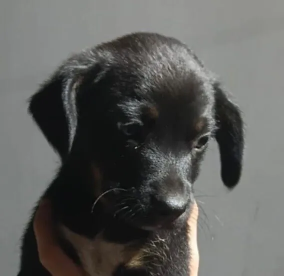 Cachorro raça SRD-ViraLata idade 2 a 6 meses nome Pietro 