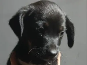 Cachorro raça SRD-ViraLata idade 2 a 6 meses nome Pietro 