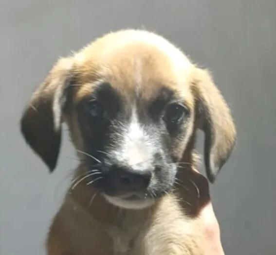 Cachorro raça SRD-ViraLata idade 2 a 6 meses nome Mike 