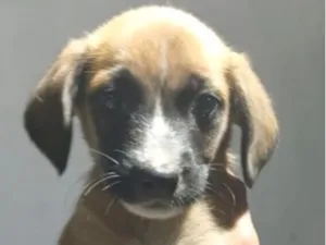 Cachorro raça SRD-ViraLata idade 2 a 6 meses nome Mike 