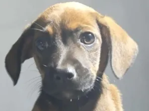 Cachorro raça SRD-ViraLata idade 2 a 6 meses nome Fred 
