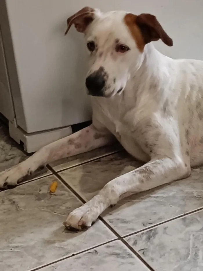 Cachorro raça SRD-ViraLata idade 1 ano nome Théo 