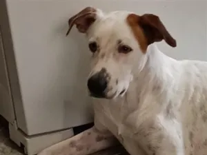 Cachorro raça SRD-ViraLata idade 1 ano nome Théo 