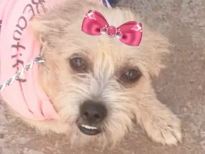Cachorro raça Shitzu idade 2 a 6 meses nome Mel 