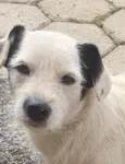 Apolo 