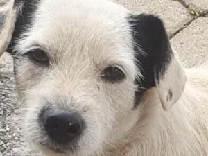 Cachorro raça SRD-ViraLata idade 7 a 11 meses nome Apolo 