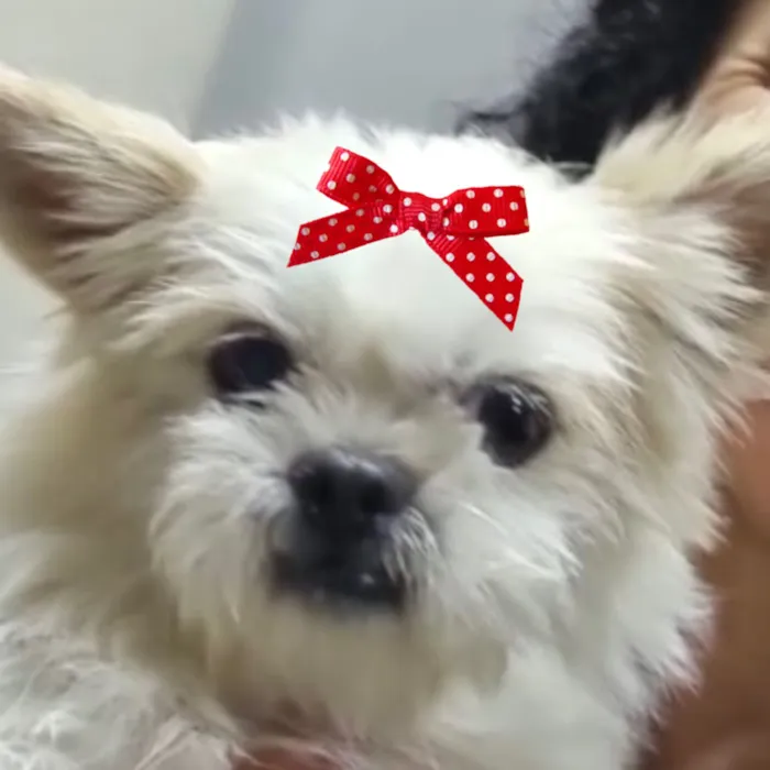 Cachorro raça Shitzu idade 2 a 6 meses nome Mina 