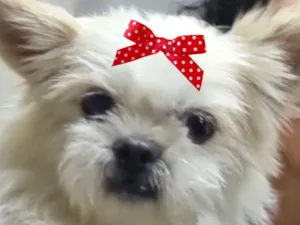 Cachorro raça Shitzu idade 2 a 6 meses nome Mina 