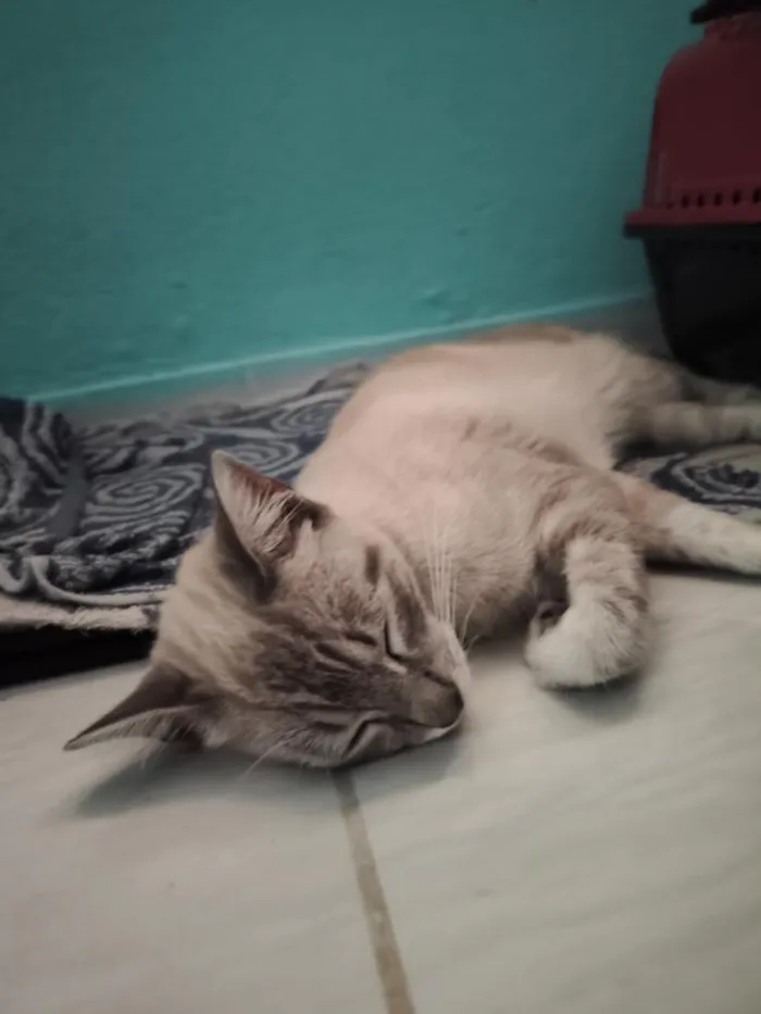 Gato raça SRD-ViraLata idade 2 anos nome Hope