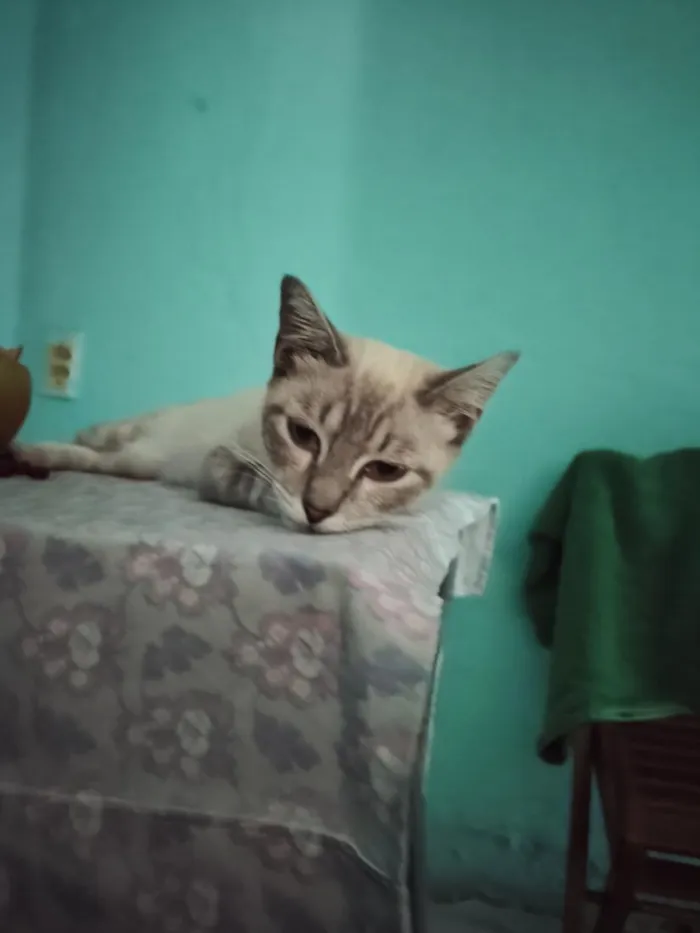 Gato raça SRD-ViraLata idade 2 anos nome Hope
