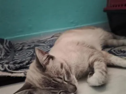 Gato raça SRD-ViraLata idade 2 anos nome Hope