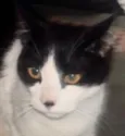 Tom 