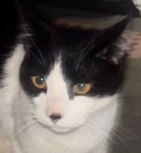 Gato raça SRD-ViraLata idade 7 a 11 meses nome Tom 