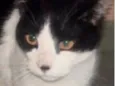 Tom 