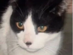 Gato raça SRD-ViraLata idade 7 a 11 meses nome Tom 