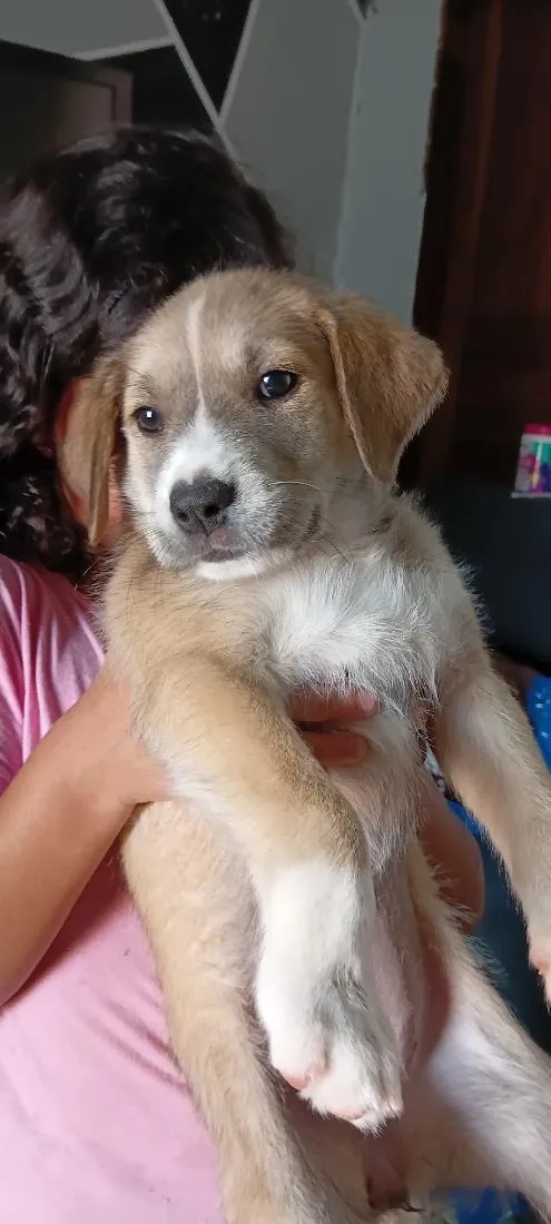 Cachorro raça SRD-ViraLata idade Abaixo de 2 meses nome Kiara