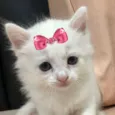 Fofinha 