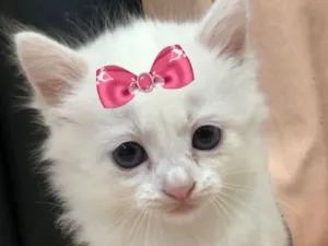Gato raça SRD-ViraLata idade 2 a 6 meses nome Fofinha 