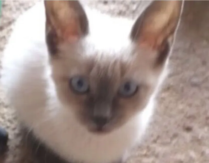 Gato raça Siamês idade 2 a 6 meses nome Bento 