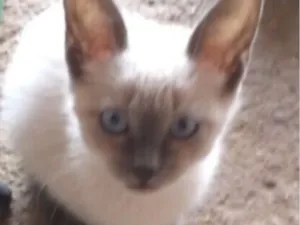 Gato raça Siamês idade 2 a 6 meses nome Bento 