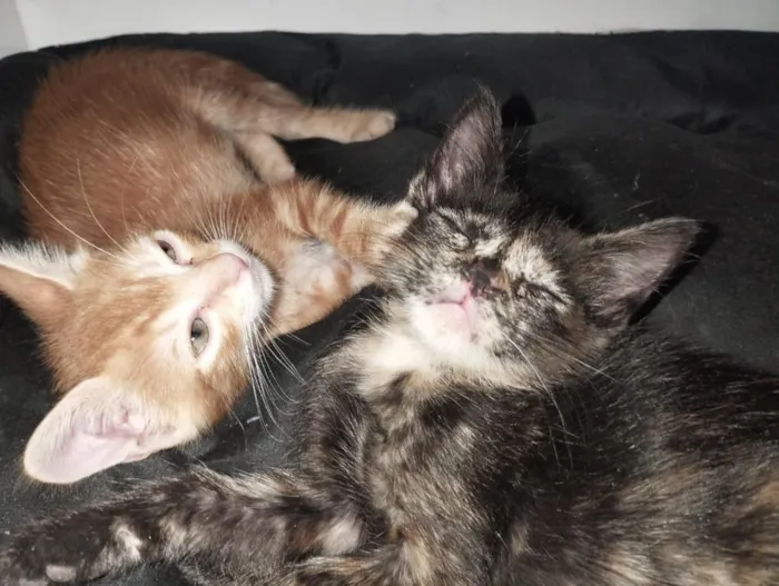 Gato raça SRD-ViraLata idade 2 a 6 meses nome Matheus e Alice