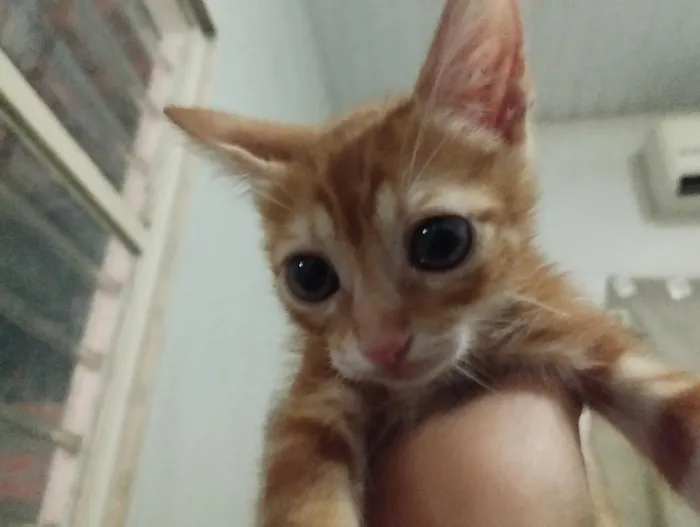 Gato raça SRD-ViraLata idade 2 a 6 meses nome Matheus e Alice