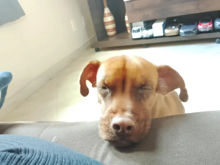Cachorro raça SRD-ViraLata idade 2 anos nome Russo
