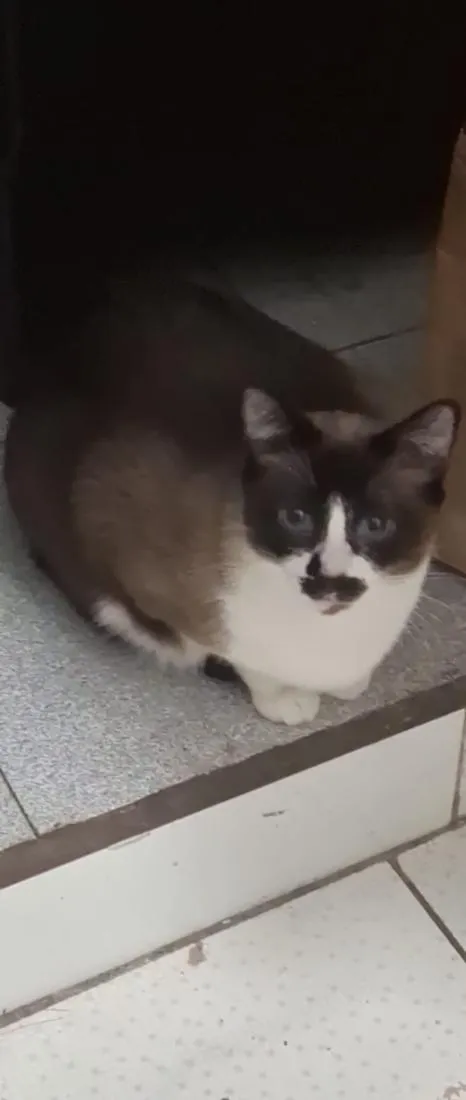Gato raça Angorá idade 2 anos nome Princesa