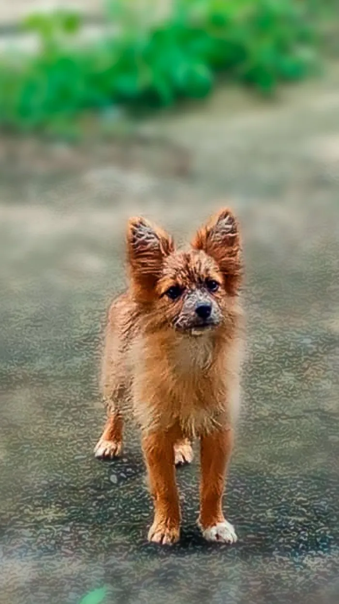 Cachorro raça SRD-ViraLata idade 1 ano nome Luna
