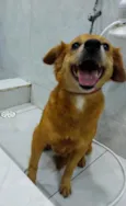 paçoca 