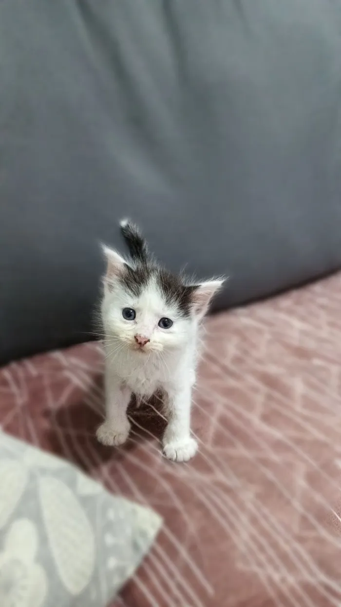 Gato raça SRD-ViraLata idade 2 a 6 meses nome Franjinha