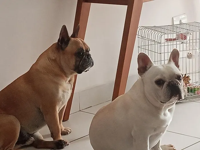 Cachorro raça SRD-ViraLata idade 6 ou mais anos nome Aslan e Iron
