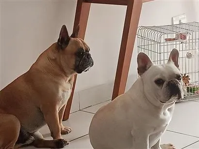 Cachorro raça SRD-ViraLata idade 6 ou mais anos nome Aslan e Iron