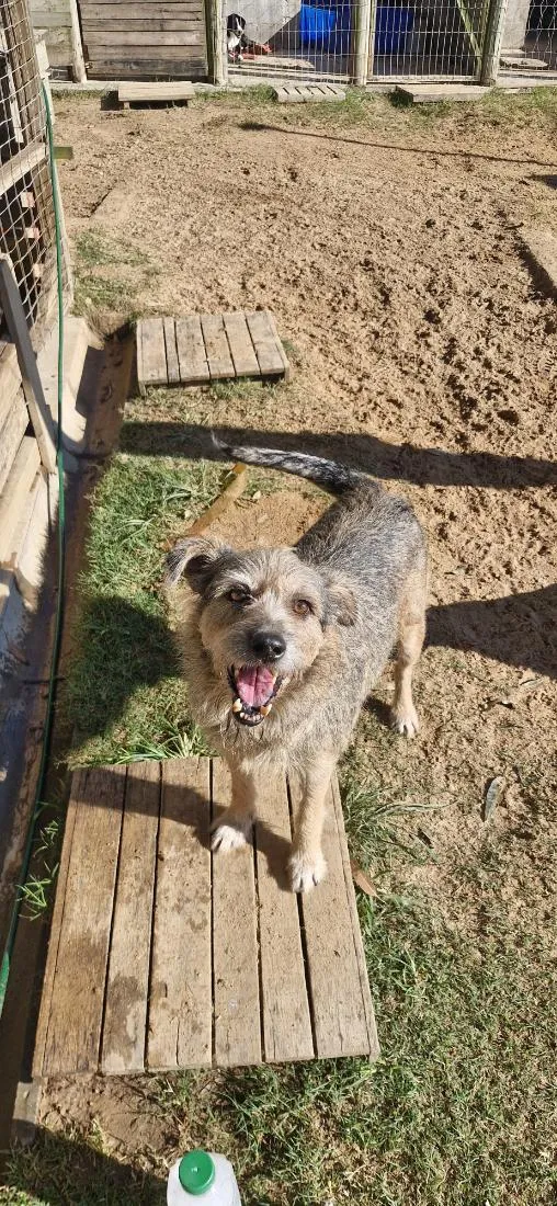 Cachorro raça SRD-ViraLata idade 6 ou mais anos nome Scooby