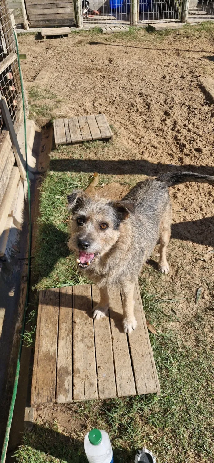 Cachorro raça SRD-ViraLata idade 6 ou mais anos nome Scooby