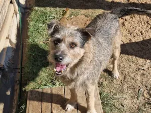 Cachorro raça SRD-ViraLata idade 6 ou mais anos nome Scooby