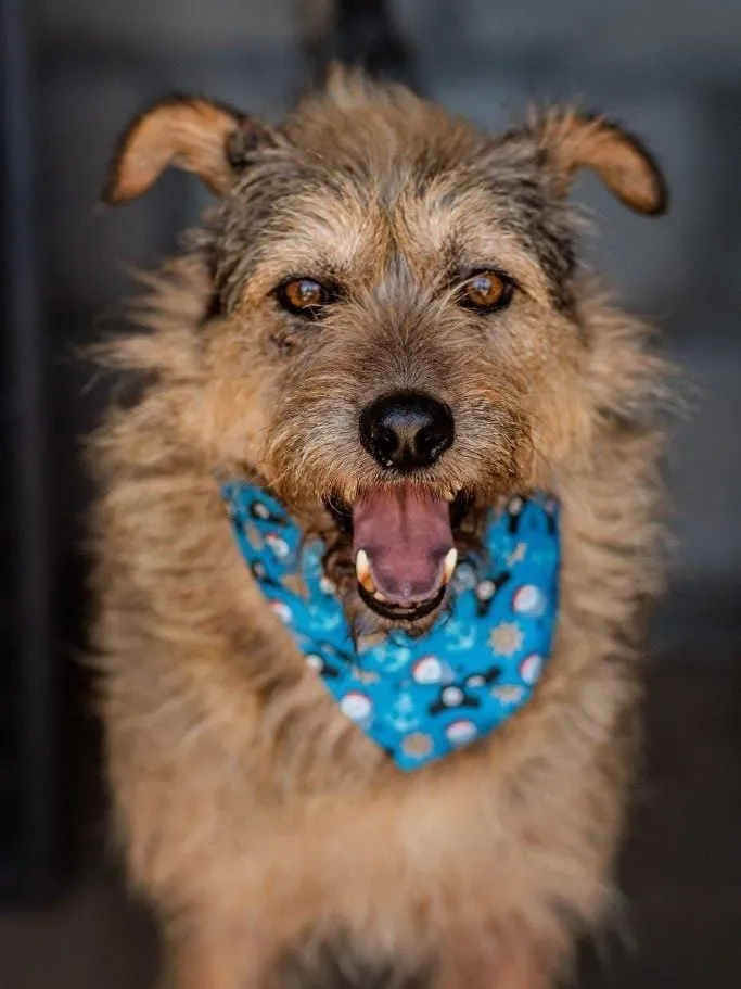 Cachorro raça SRD-ViraLata idade 6 ou mais anos nome Scooby