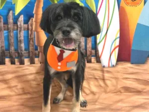 Cachorro raça SRD-ViraLata idade 6 ou mais anos nome Thor 